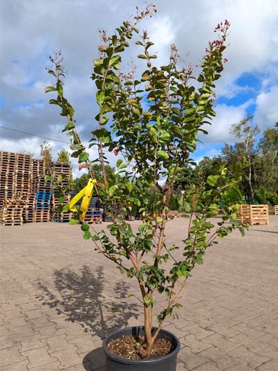 Lagerstroemia indica (Flieder des Südens) im Topf, mehrstämmig mit grünem Laub und rosa Blütenknospen, 150–175 cm, C25