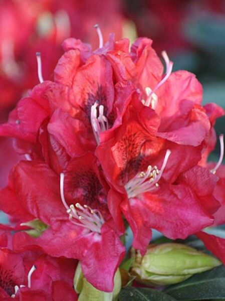 Rhododendron 'Karl Naue' / Rhododendron Hybride 'Karl Naue'