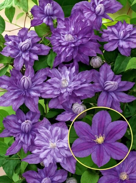 Waldrebe Clematis Hybride 'Walter Pennell' mit gefüllten violett-lila Blüten und grünen Blättern am Klettertrieb