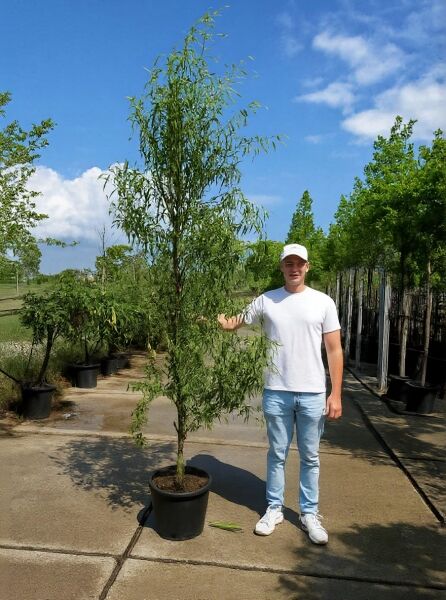 Salix matsudana 'Tortuosa' / Korkenzieher-Weide, schlanker Baum im Topf, 250–300 cm, Container C50