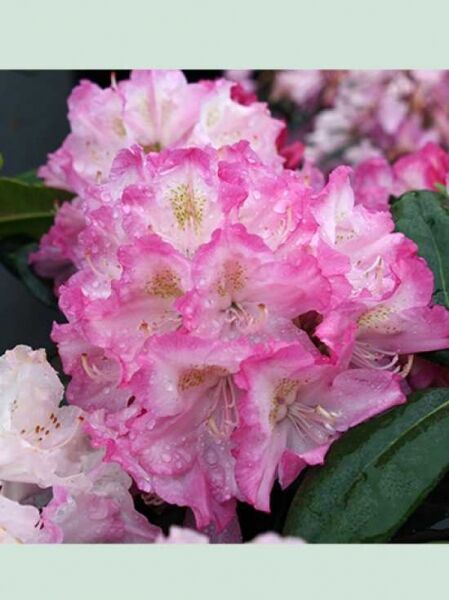 Rhododendron smirnowii 'Gradito' / Rhododendron 'Gradito'