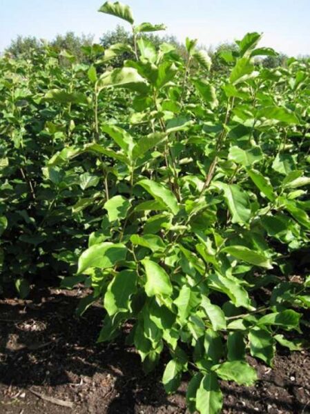 Magnolia soulangiana 'Lennei Alba' / Tulpen-Magnolie 'Lennei Alba' 150-175 cm m. B., junger Strauch mit grünem Laub im Feldbestand