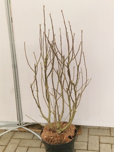 Garten-Eibisch 'Mathilda' / Strauch-Eibisch 'Mathilda' / Hibiscus syriacus 'Mathilda'