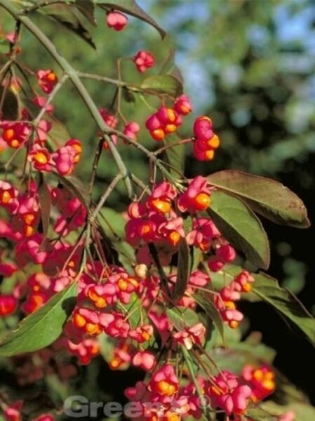 Pfaffenhütchen 'Red Cascade' / Euonymus europaeus 'Red Cascade'