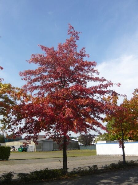 Quercus rubra (Rot-Eiche, Amerikanische Rot-Eiche) als Baum mit roter Herbstfärbung und ausladender Krone.