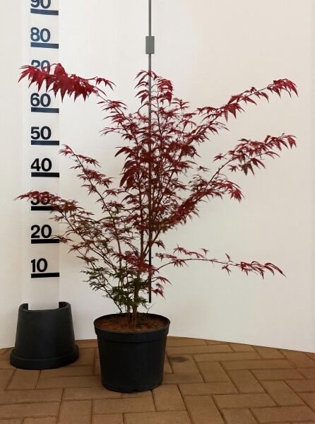 Roter Fächer-Ahorn (Acer palmatum 'Atropurpureum') 60-80 cm im C5-Topf, mehrstämmig mit dunkelrotem Laub.