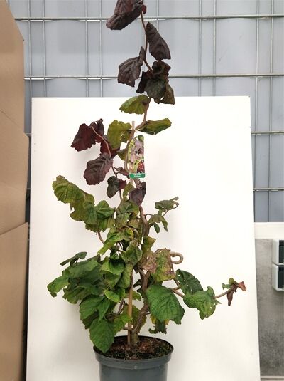 Corylus avellana 'Red Majestic ®' (Blut-Korkenzieher-Hasel), 60-80 cm C5, rotgrünes Laub, verzwungene Triebe im Topf