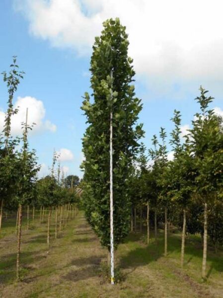 Liriodendron tulipifera 'Fastigiatum' (Säulen-Tulpenbaum) Hochstamm mit schlankem, aufrechtem Wuchs und grünem Laub