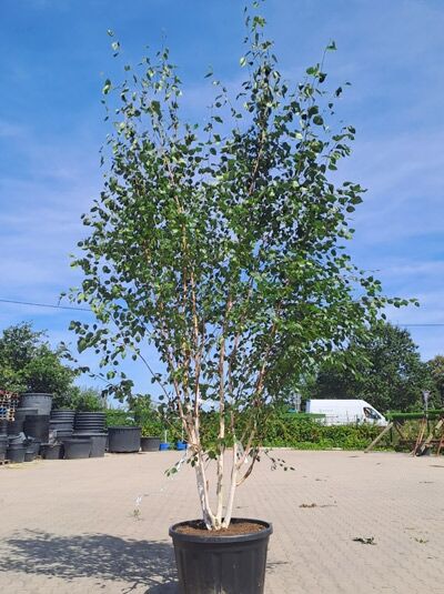 Weißrindige Himalaja-Birke 'Doorenbos' 400-450 cm Schirmform / Betula utilis 'Doorenbos' (1577125)