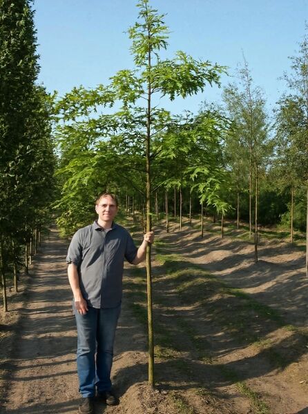 Quercus palustris (Sumpf-Eiche) Hochstamm 14-16 StU mit Drahtballen, schlanker Stamm mit lockerer Krone im Feld.