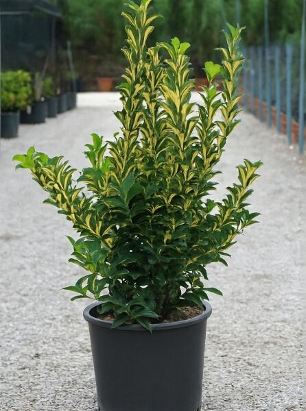 Japanischer Spindelstrauch Euonymus japonicus „Medio-pictus“, 50–60 cm, im Container C10 mit grün-gelb panaschierten Blättern.