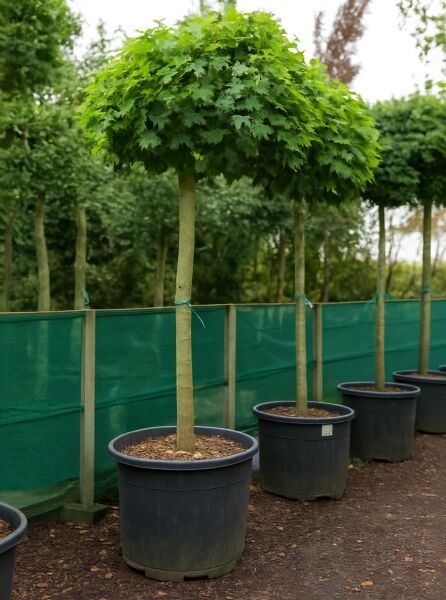 Acer platanoides 'Globosum' Kugel-Ahorn, Hochstamm im Container mit runder Krone und grünem Laub, 225 cm Stamm, 20-25 StU.