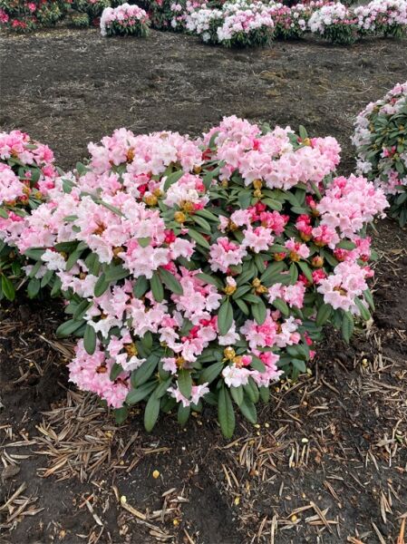 Rhododendron 'Mardi Gras' (Rhododendron yakushimanum), Solitär, m. B., breit wachsender Strauch mit rosa- und pinkfarbenen Blüten.