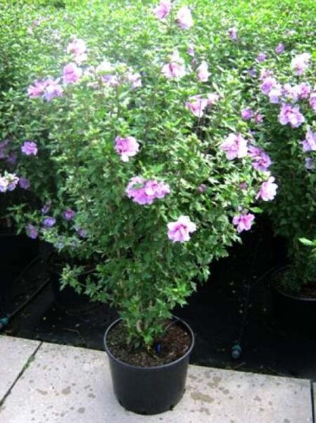 Garten-Eibisch 'Ardens' / Strauch-Eibisch 'Ardens' / Garten-Eibisch 'Ardens' / Strauch-Eibisch 'Ardens'