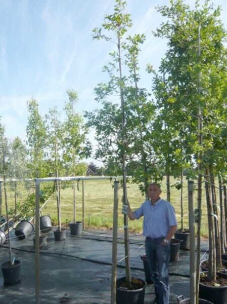 Quercus robur (Stiel-Eiche/Sommer-Eiche) Hochstamm 10-12 StU im Container, schlanker Stamm mit grüner Belaubung.