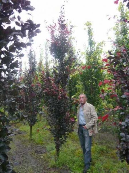 Säulen-Buche „Purple“ (Fagus sylvatica 'Dawyck Purple') 350–400 cm, mehrstämmiger Baum mit dunkelpurpurnem Laub.
