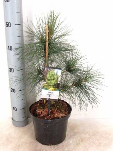 Pinus wallichiana / Tränen-Kiefer 25-30 cm C3, junger Nadelbaum im Topf mit langen, weichen Nadeln und Pflanzenetikett