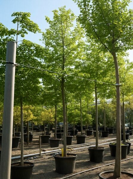 Winter-Linde 'Greenspire' / Winter-Linde 'Greenspire'