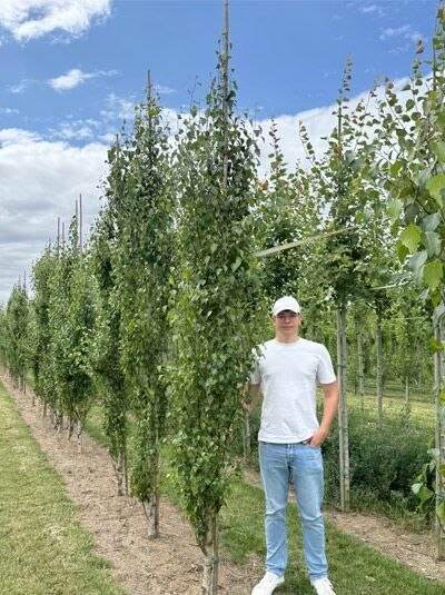 Säulen-Birke Betula pendula 'Fastigiata' / 'Obelisk', 300–350 cm, mit Drahtballen, aufrechter Wuchs mit grünem Laub