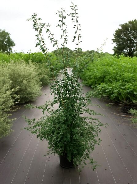 Eingriffeliger Weißdorn (Crataegus monogyna) 150-175 cm C20, buschiger Strauch im Container mit aufrechten Trieben und grünen Blättern.