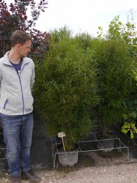 Farnblättriger Säulen-Faulbaum Frangula alnus 'Fine Line' (Rhamnus frangula) als Strauch im Container C20, 150-175 cm