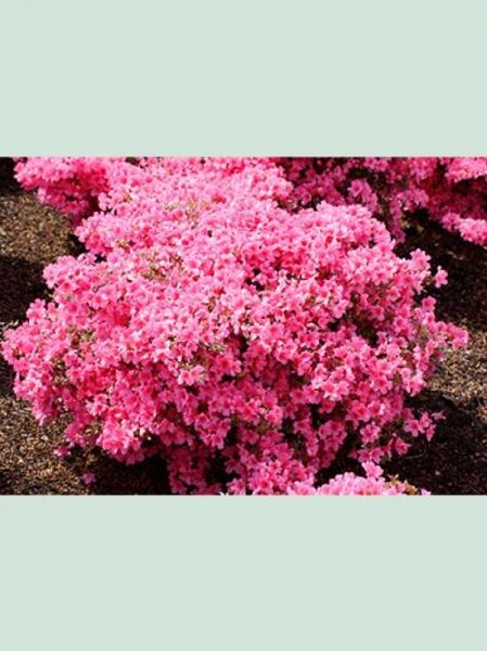 Japanische Azalee (Rhododendron obtusum) 'Madame Albert van Hecke' als Solitär, dicht wachsender Strauch mit pinken Blüten, 80–90 cm Breite