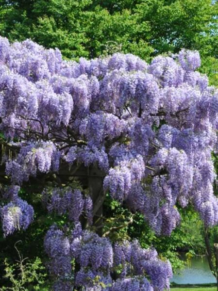 Wisteria sinensis 'Prolific' / Chinesischer Blauregen 'Prolific'