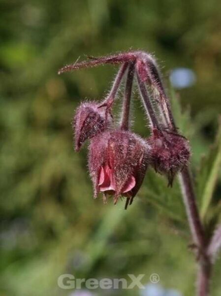 Bach-Nelkenwurz  / Geum rivale