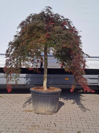 Fächerahorn &#039;Inaba shidare&#039; / Japanischer Ahorn 150 cm Stammhöhe / Acer palmatum &#039;Inaba shidare&#039; (874259)
