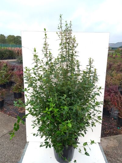 Viburnum tinus (Mittelmeer-Schneeball) Strauch im Topf, 100-125 cm, C35, dicht verzweigt mit grünen Blättern.
