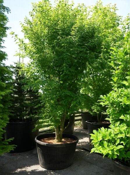 Davids Schlangenhaut-Ahorn (Acer davidii), mehrstämmiger Baum im großen Pflanzkübel mit dichtem, grünem Laub.