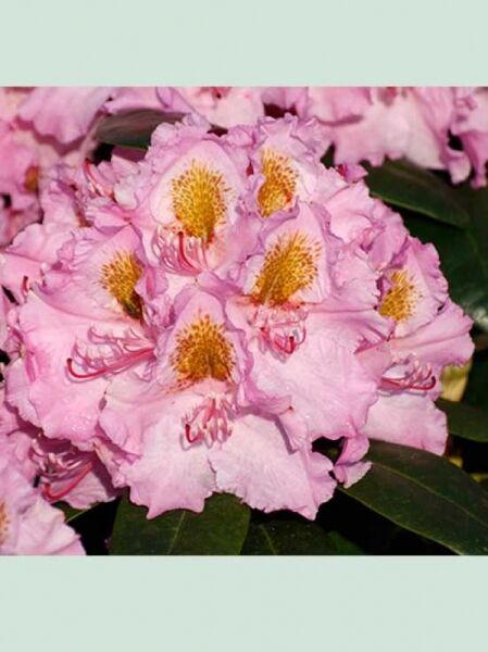 Rhododendron Hybride 'Lita' / Rhododendron 'Lita'