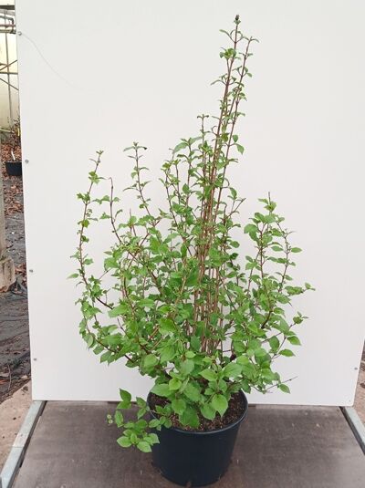 Japanischer Etagen-Schneeball 'Mariesii' - Viburnum plicatum 'Mariesii'