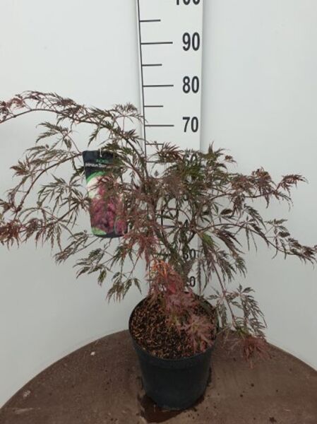Dunkelroter Schlitz-Ahorn Acer palmatum 'Dissectum Garnet', 60–80 cm, im schwarzen Pflanztopf, feingeschlitztes Laub