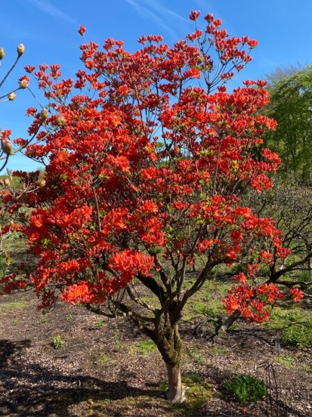 Laubabwerfende Azalee 'Fridjof Nansen' (Nr. 1377) / Azalea luteum 'Fridtjof Nansen' (Knap-Hill) 180 cm breit x 280 cm hoch