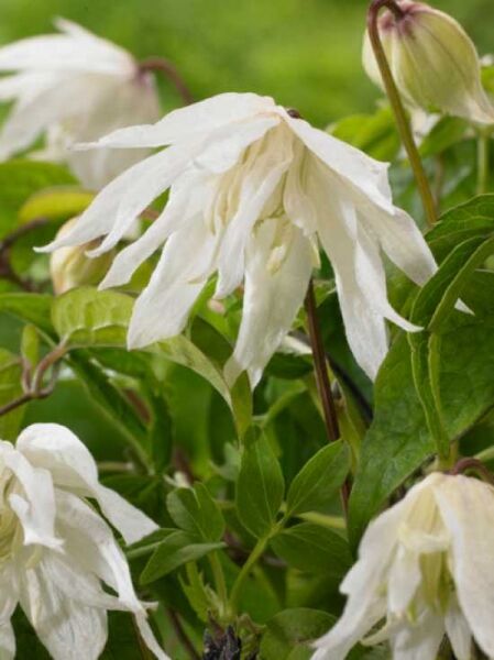 Alpen-Waldrebe 'Albina Plena' / Clematis alpina 'Albina Plena'
