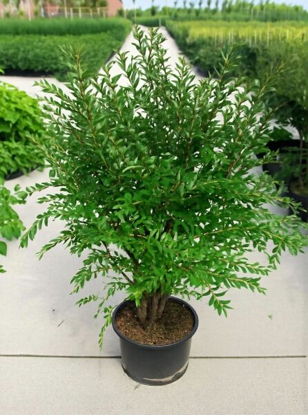 Euonymus alatus (Geflügeltes Pfaffenhütchen/Korkspindel) 80–100 cm, C20, buschiger Strauch im Topf mit grünem Laub.