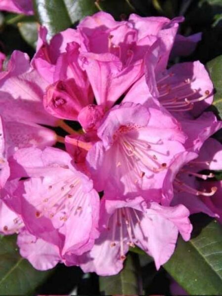 Rhododendron 'INKARHO Arktis' / Rhododendron Hybride 'INKARHO Arktis'