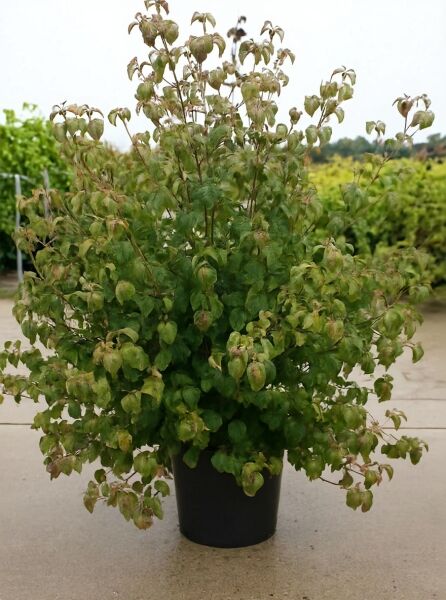 Japanischer Blumen-Hartriegel (Cornus kousa) 150–175 cm, C50, mehrstämmiger Strauch im Topf mit grünem Laub