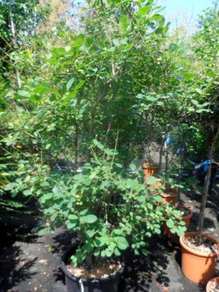 Perückenstrauch „Young Lady“ (Cotinus coggygria 'Young Lady®'), Strauch im Topf mit grünem Laub, 150–175 cm, C50