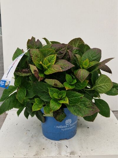 Bauern-Hortensie Hydrangea macrophylla 'Endless Summer ®' blau, kompakter Strauch im Topf mit dichtem, grünem Laub, 40–60 cm C10.