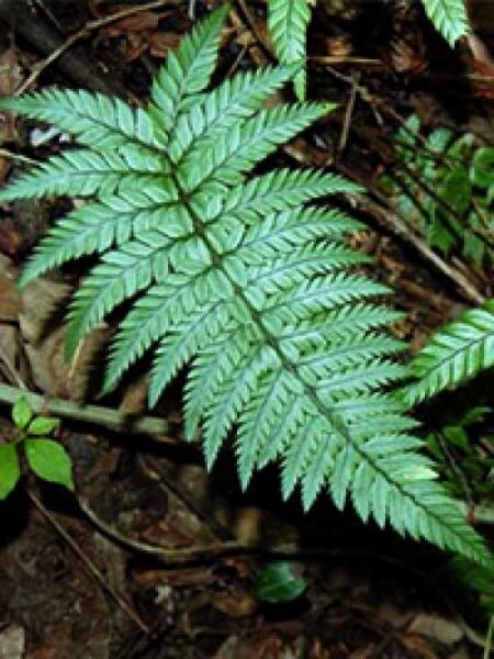 Schmaler Schildfarn / Schmaler Schildfarn