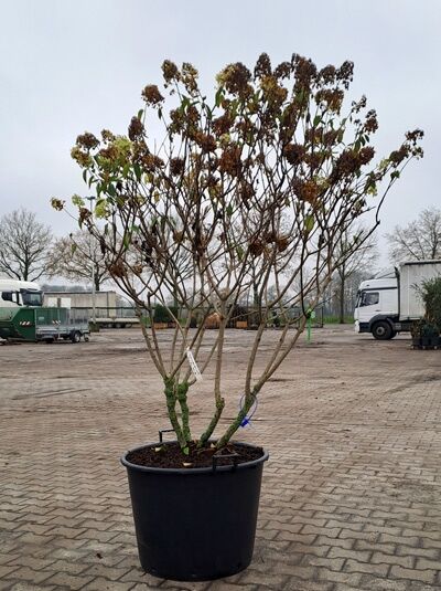 Rispen-Hortensie Hydrangea paniculata 'Polar Bear ®', Schirmform, 140–160 cm, mehrstämmig im Container mit Rispenblütenständen
