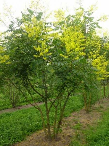 Blasenesche / Blasenbaum / Chinesischer Lackbaum 'mehrstämmig' / Blasenesche / Blasenbaum / Chinesischer Lackbaum 'mehrstämmig'
