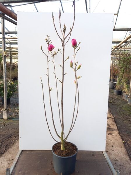 Magnolia ‘Watermelon‘ / Tulpenmagnolie ‘Watermelon‘ 150-175 cm C20, mehrtriebige Pflanze im Topf mit rosa Blütenknospen