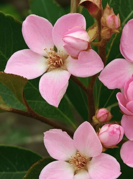 Rhaphiolepis indica (Japanische Weißdolde) mit zartrosa Blüten und Knospen am Zweig, Nahaufnahme