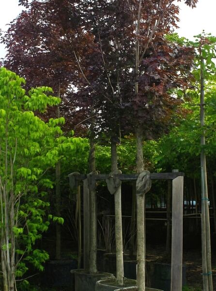 Blut-Ahorn (Acer platanoides 'Crimson King') Hochstamm 20-25 StU im Container, mit dunklem Laub und Stützpfählen.