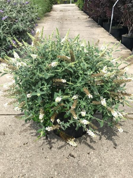 Sommerflieder 'White Chip' ® / Zwerg-Sommerflieder 'White Chip'®  / Sommerflieder 'White Chip' ® / Zwerg-Sommerflieder 'White Chip'® 