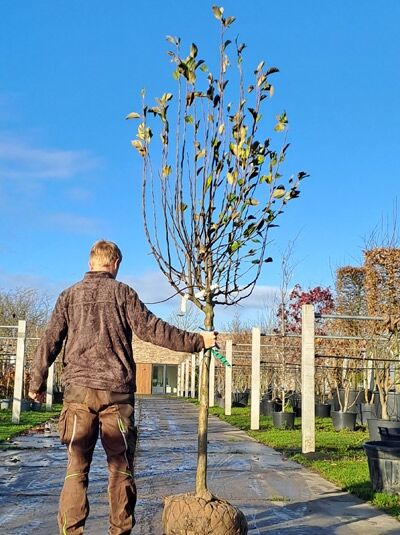 Malus domestica 'Notaris' / Apfel 'Notaris', Notarisapfel Halbstamm 14-16 StU mit Drahtballen, junger Baum mit Stamm und Krone