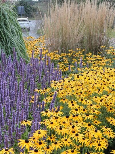Deams Sonnenhut  / Rudbeckia fulgida var. deamii